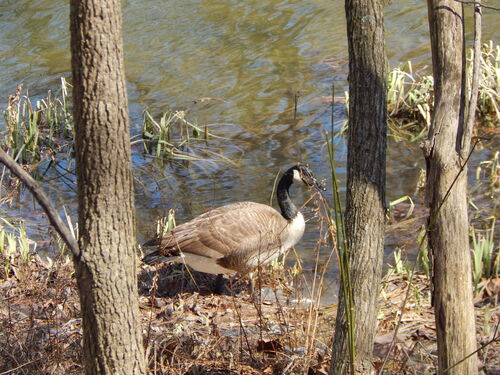 Canada Goose