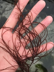 Gracilariopsis