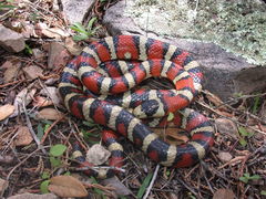 Lampropeltis knoblochi