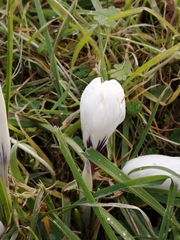 Crocus vernus
