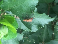 Aulacosternum nigrorubrum