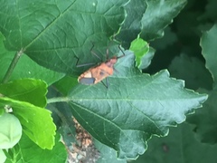 Aulacosternum nigrorubrum