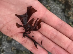 Mazzaella affinis