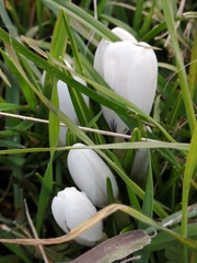 Crocus vernus