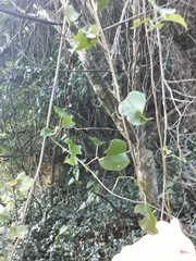 Muehlenbeckia australis