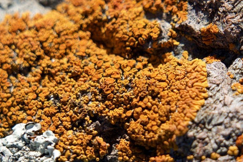 iNaturalist observation photo of Elegant Sunburst Lichen