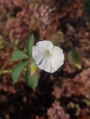 Egyptian woodrose (Distimake aegyptius)