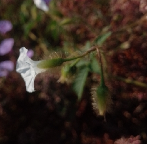 Trompillo (Distimake aegyptius)