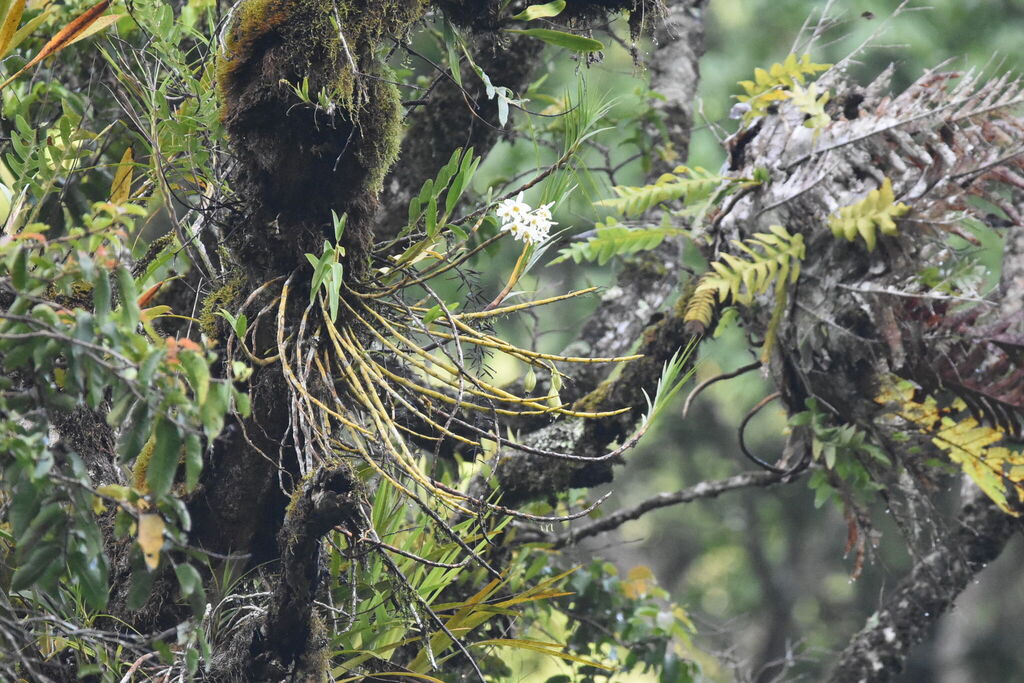 Dendrobium velutinelabrum M.A.Clem. & Cootes 2