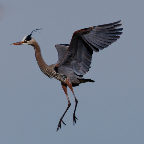 Great Blue Heron photographed in Utah