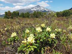Rhododendron aureum