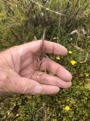 Pentapogon quadrifidus