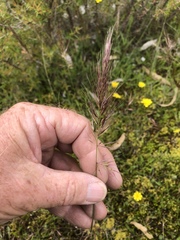 Pentapogon quadrifidus