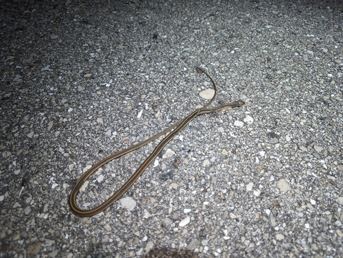 Common Ribbon Snake