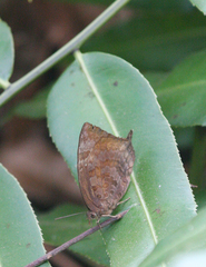 Arhopala centaurus nakula