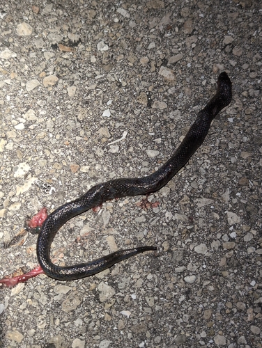Black Swampsnake