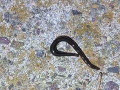 Endeavouria septemlineata