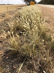 Enneapogon nigricans