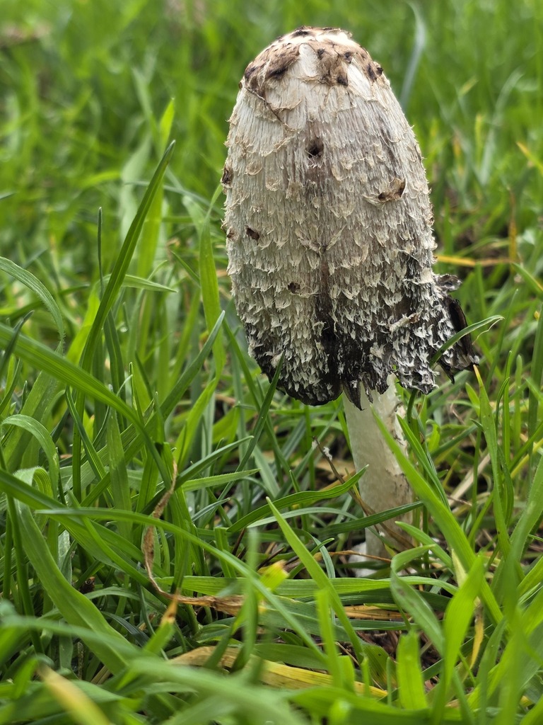 Coprinus comatus · February 2026 · photo: © arlenedevitt (iNaturalist, cc-by)