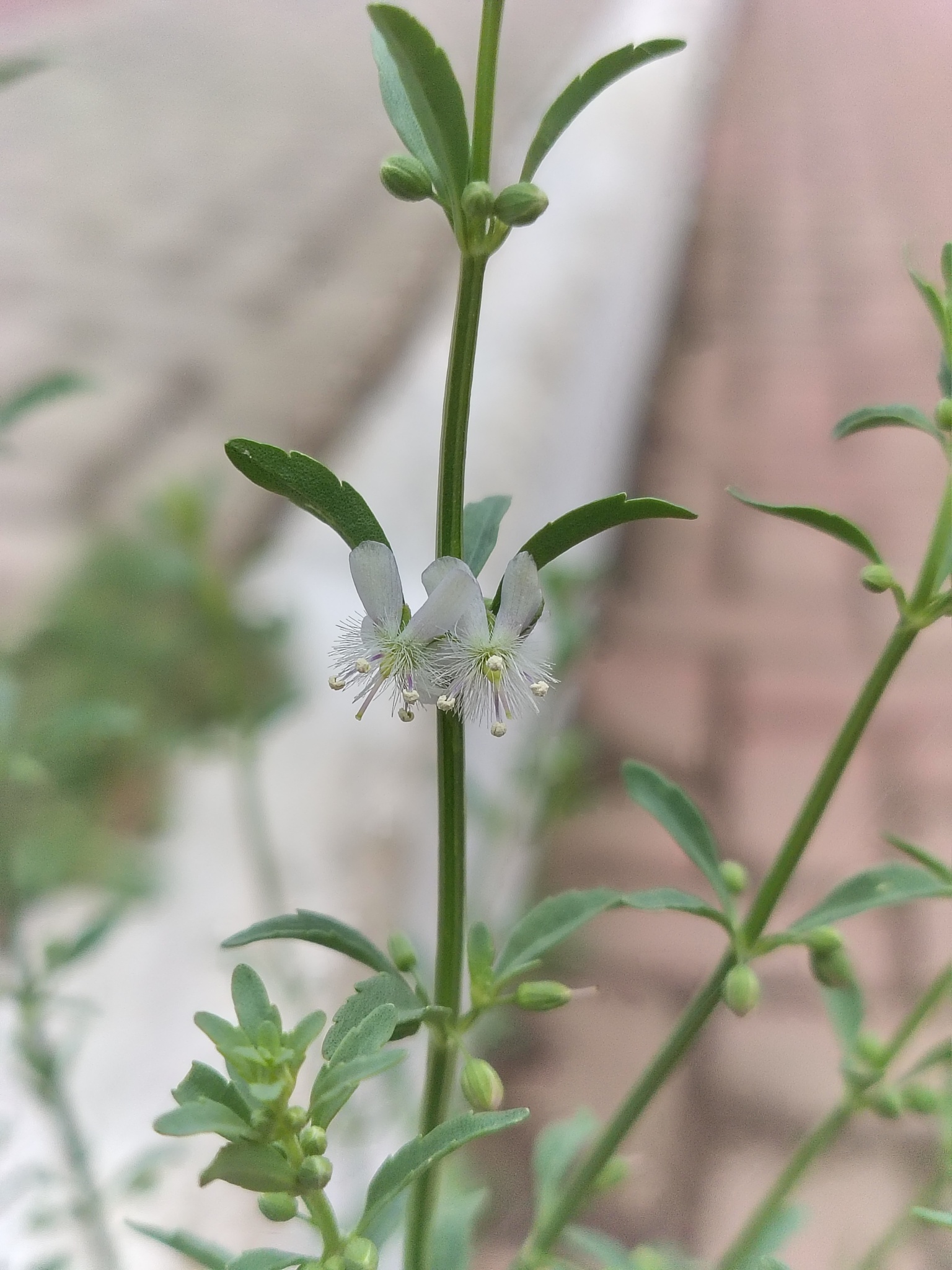 Scoparia dulcis