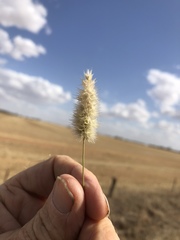Enneapogon nigricans