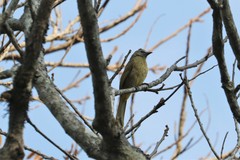 Pycnonotus flavescens