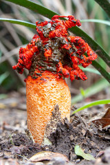 Lysurus corallocephalus