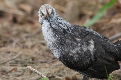 Silkie Chicken
