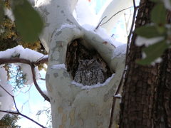 Megascops trichopsis