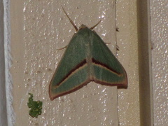 Chlorerythra rubriplaga