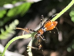 Trachylestes aspericollis