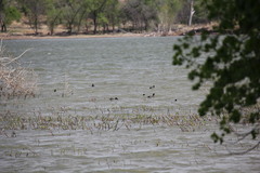 Fulica americana