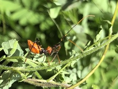 Trachylestes aspericollis