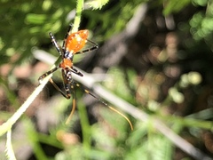 Trachylestes aspericollis