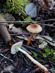 Lepiota castanea
