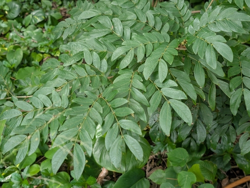 Calliandra, 2026-02-28