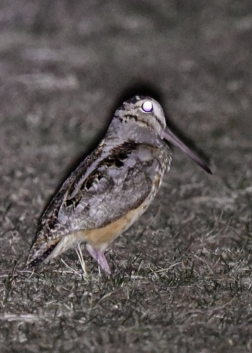 American Woodcock observed by marshalz