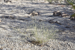 Psorothamnus emoryi arenarius