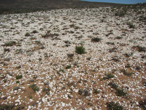 Image of Gibbaeum pubescens by (c) douglaseustonbrown, some rights reserved (CC BY-SA)