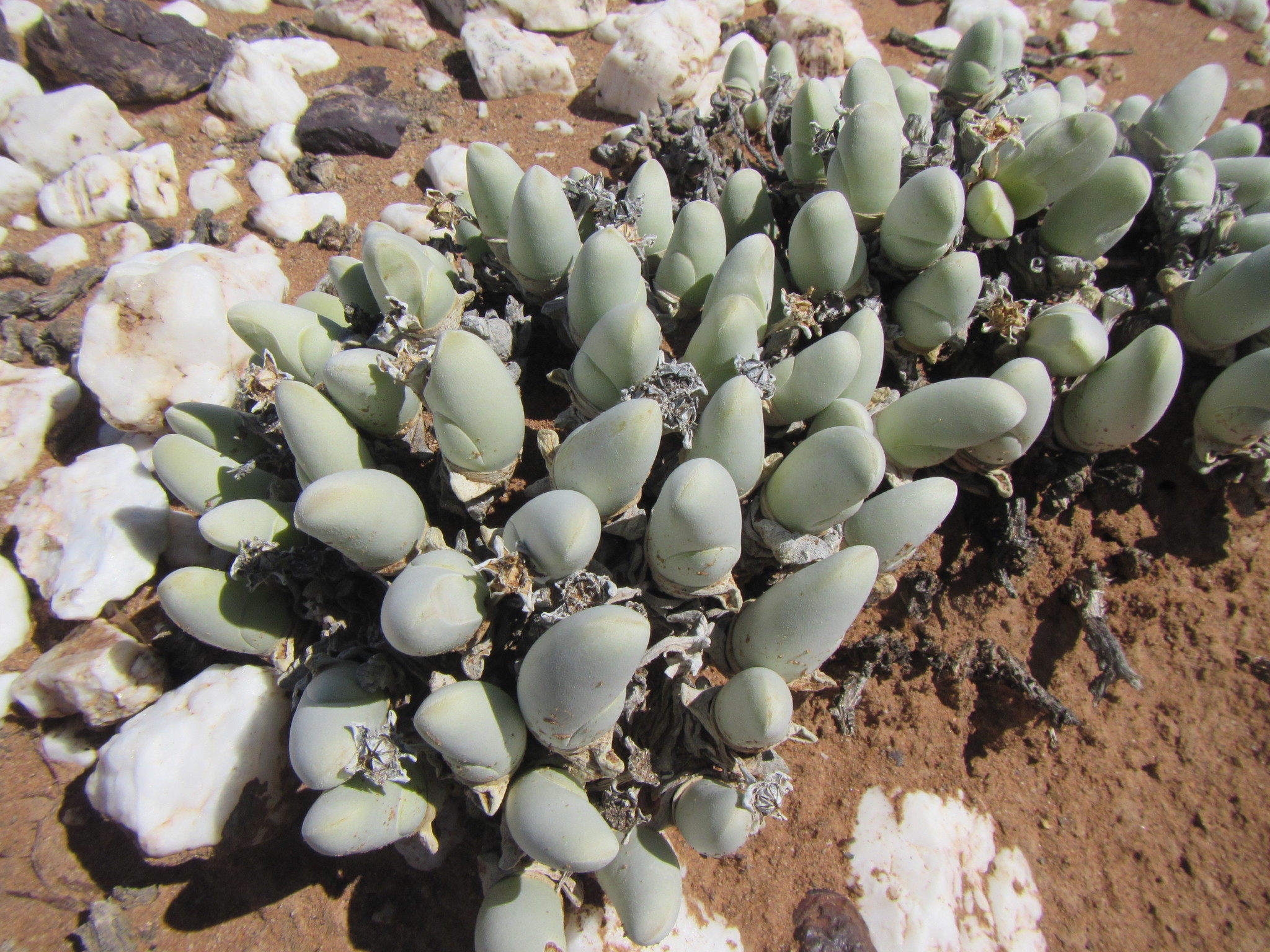 Gibbaeum pubescens