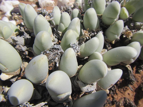 Image of Gibbaeum pubescens by (c) douglaseustonbrown, some rights reserved (CC BY-SA)