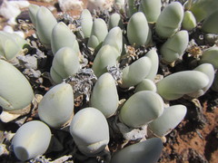 Gibbaeum pubescens