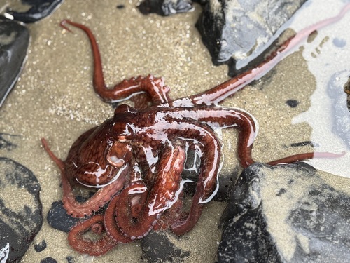 East Pacific Red Octopus photographed in Oregon