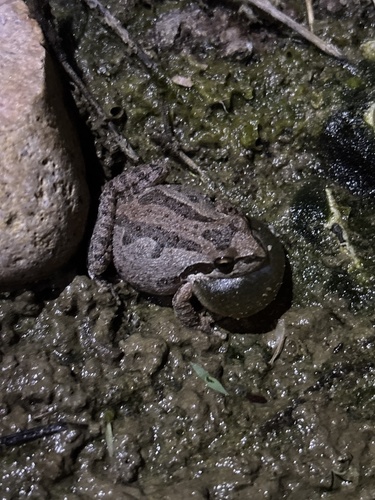 Pacific Tree Frog