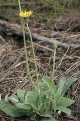Pilosella macrostolona