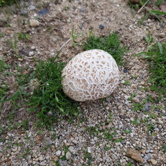 Mycenastrum corium