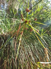 Cyperus vaginatus