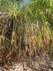 Cyperus vaginatus