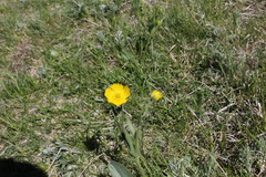 Ranunculus cardiophyllus