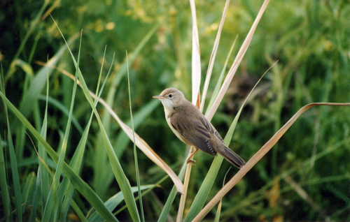 Acrocephalus palustris